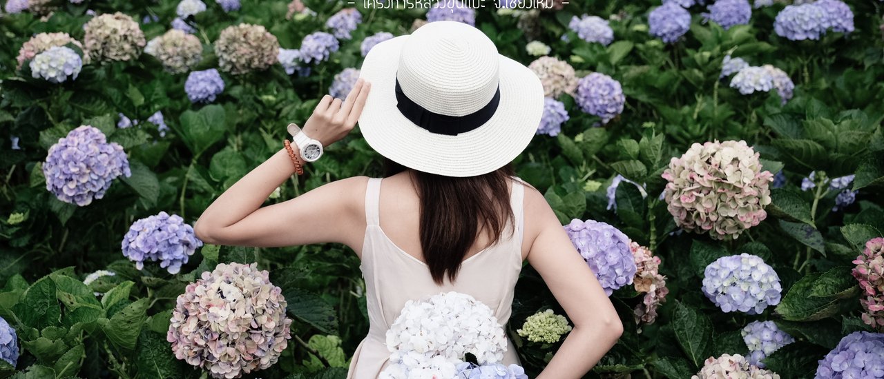 cover ที่นี่เชียงใหม่ ก็มีทุ่งดอกไฮเดรนเยีย สวยๆ เหมือนไปเมืองนอก