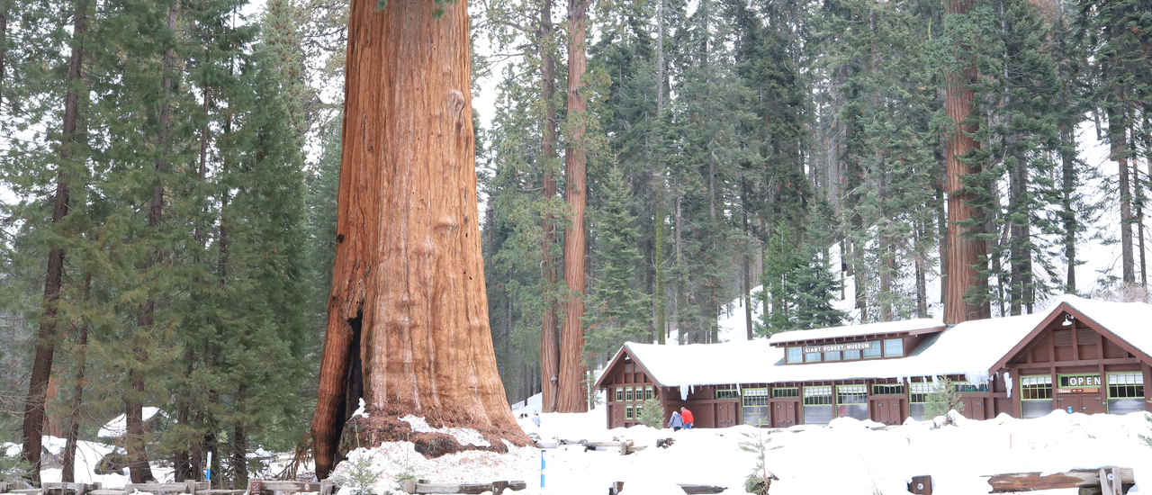 cover >> Sequoia ตามหาต้นไม้ยักษ์