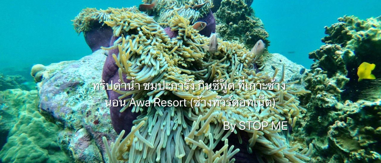 cover ทริปดำน้ำ ชมปะการัง กินซีฟู๊ด ที่เกาะช้าง นอน Awa Resort (ช้างทัวร์ดอทเน็ต)