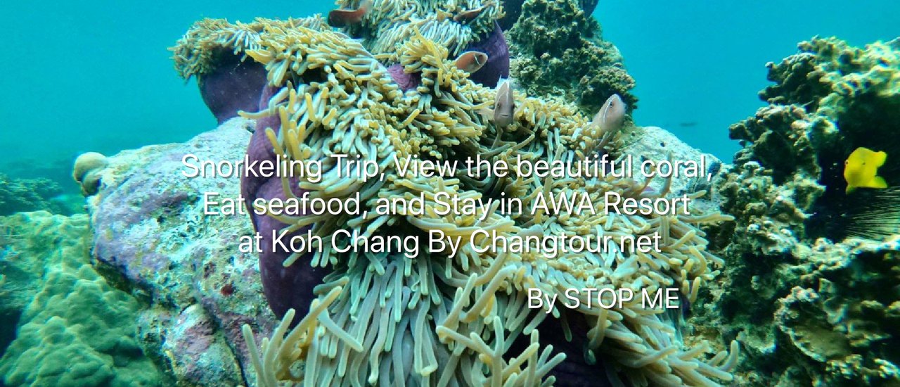 cover Snorkeling Trip, View the beautiful coral, Eat seafood, and Stay in AWA Resort at Koh Chang By Changtour.net