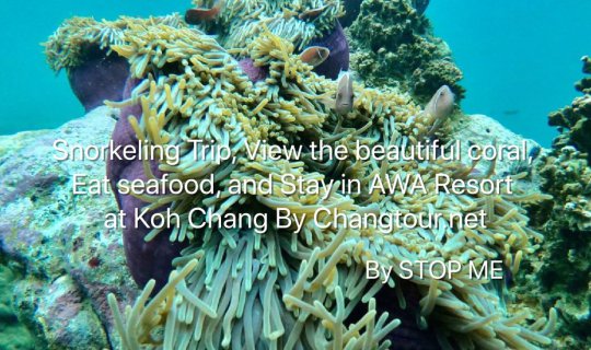 cover Snorkeling Trip, View the beautiful coral, Eat seafood, and Stay in AWA Resort at Koh Chang By Changtour.net