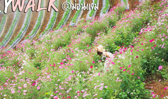 Cover ชมดอก Cosmos ที่ Skywalk ม่อนแจ่ม @เชียงใหม่...
