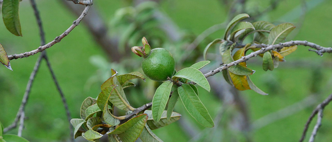 cover แวะทักทาย "ต้นฝรั่งจิ๋ว" ที่พิพิธภัณฑ์สถานแห่งชาติ พระนคร