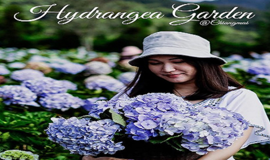 Cover หนาวนี้ไปเชียงใหม่ ดูไฮเดรนเยีย...