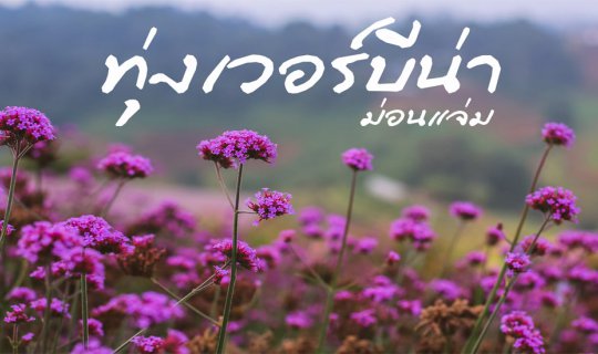 cover “Verbena Blooming” @ Mon Jaem