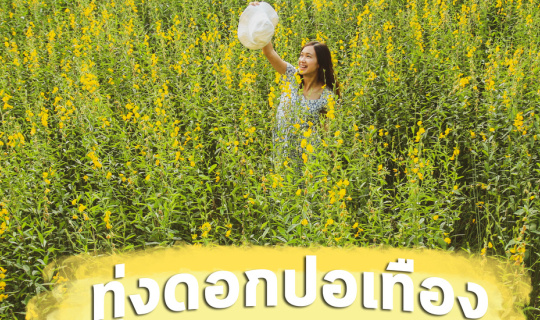 Cover เที่ยวทุ่งดอกปอเทือง ที่เมืองลำพูน...