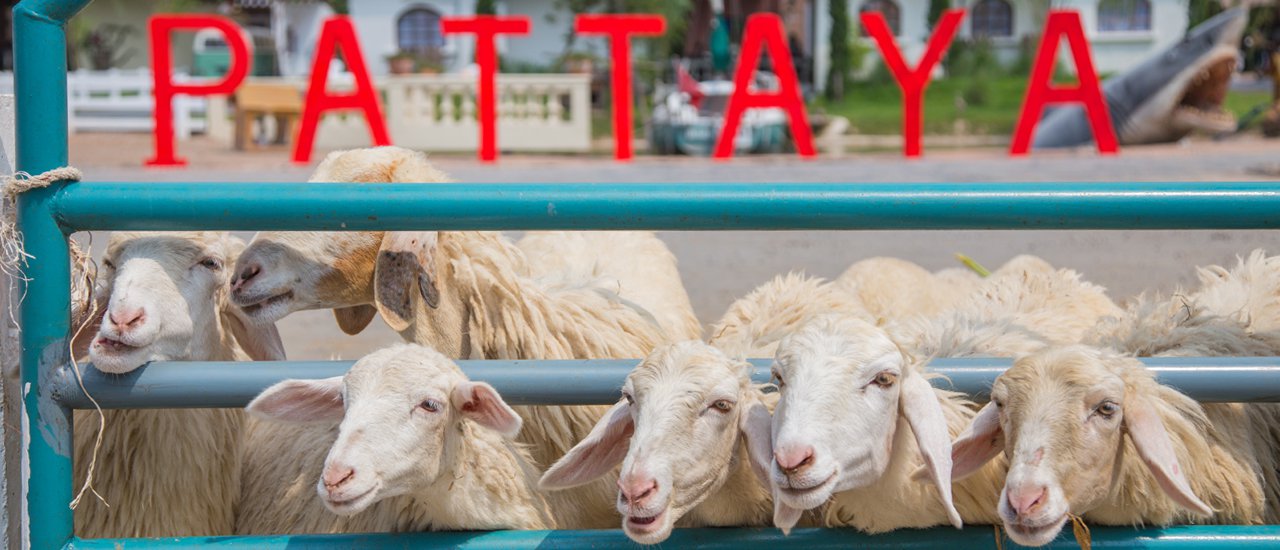 cover หนีร้อน มานอนเล่น ที่ ADELPHI PATTAYA