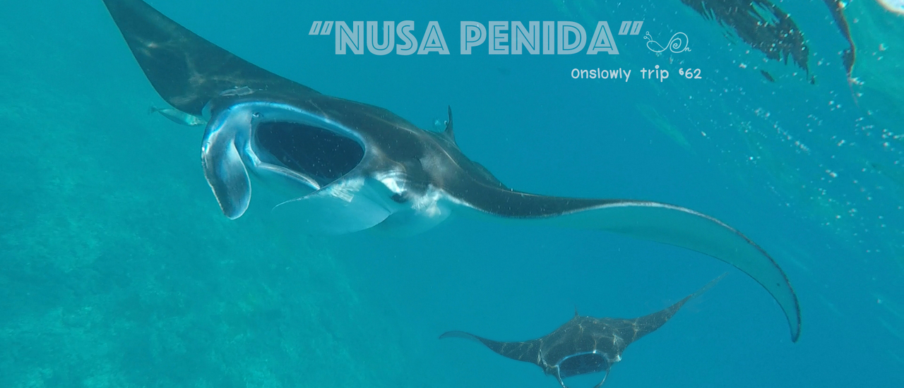cover ใครไม่ซ่า Nusa Penida :2วัน 1คืน กับการตามรอย IG เกาะทางตะวันออกเฉียงใต้ของบาหลี