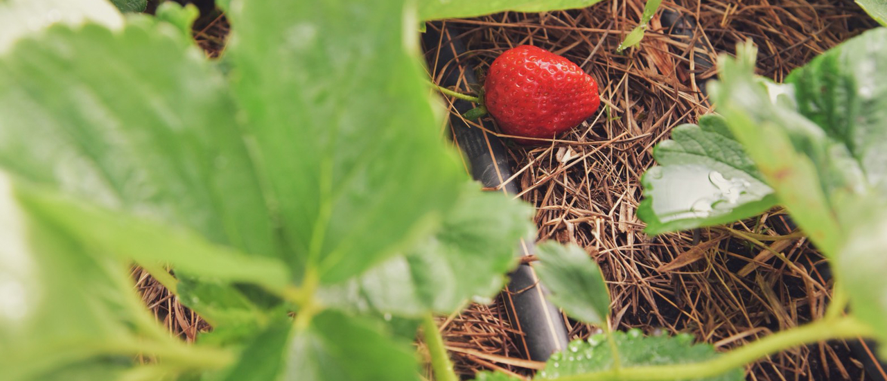 cover เมืองดาลัด (Da lat, Vietnam) กับสถานที่ที่คนรักธรรมชาติต้องห้ามพลาด