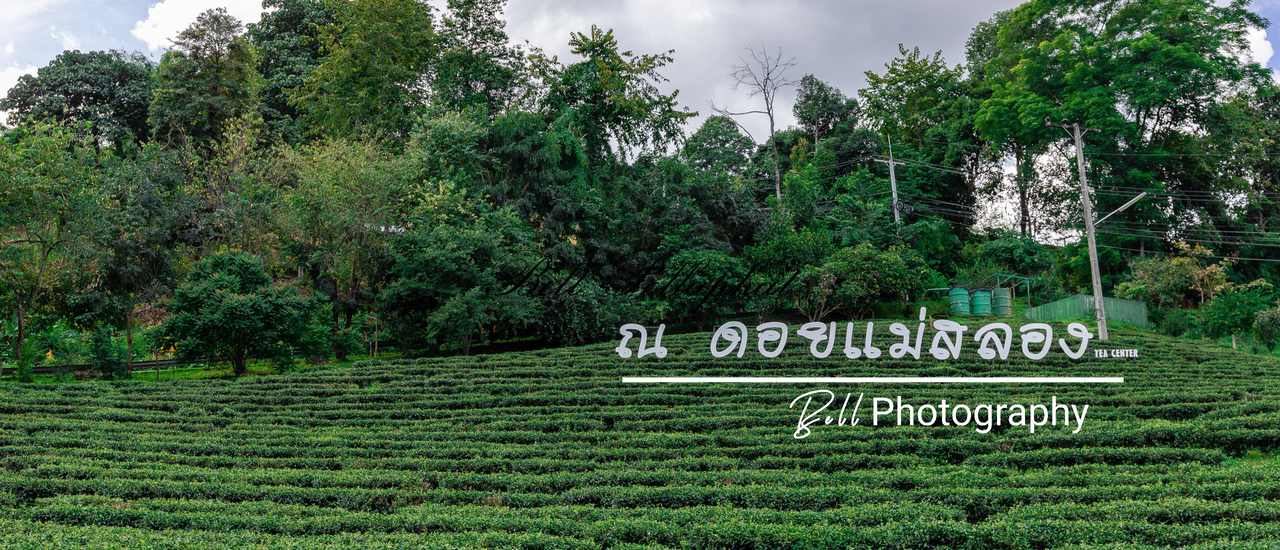 cover จิบชาอู่หลงชั้นดี ชมทะเลหมอก ที่ดอยแม่สลอง