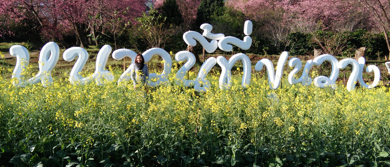 cover หนาวนี้ที่ขุนวาง ซากุระเมืองไทย และแม่กำปอง เชียงใหม่ไปแล้วฟินทุกที่