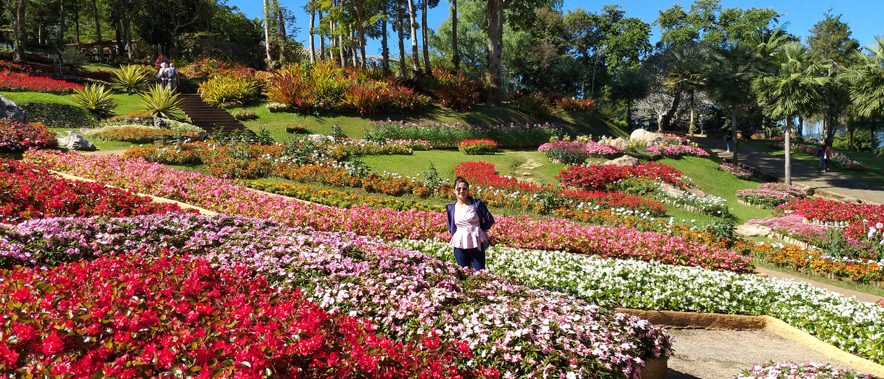 cover ชมสวนดอกไม้เมืองหนาวในหุบเขาสีสันแห่งเชียงราย นมัสการพระธาตุดอยตุง 🥀🌹🌷🍂🌺🌸🌼