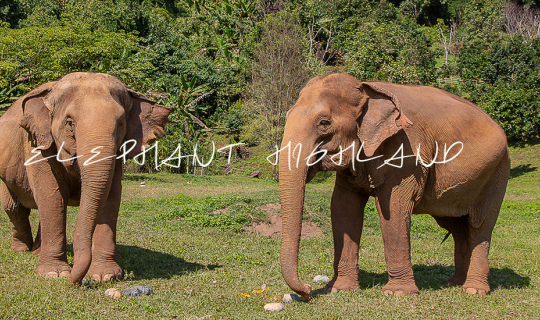 Cover ปางช้าง ELEPHANT HIGHLAND CHIANGMAI...
