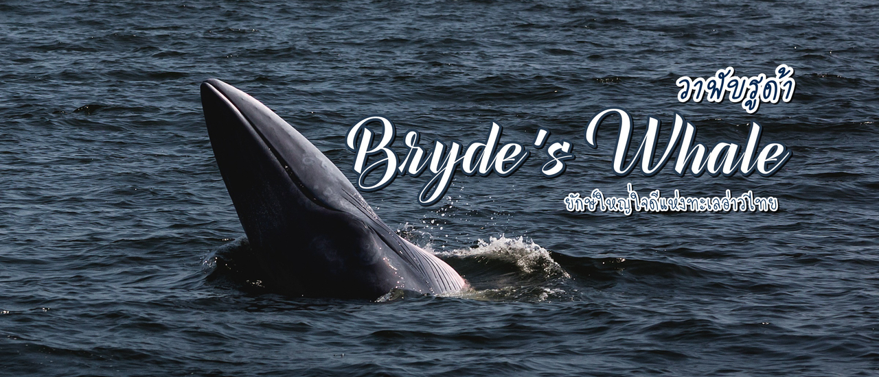 cover เทศกาลชม วาฬบรูด้า 2562