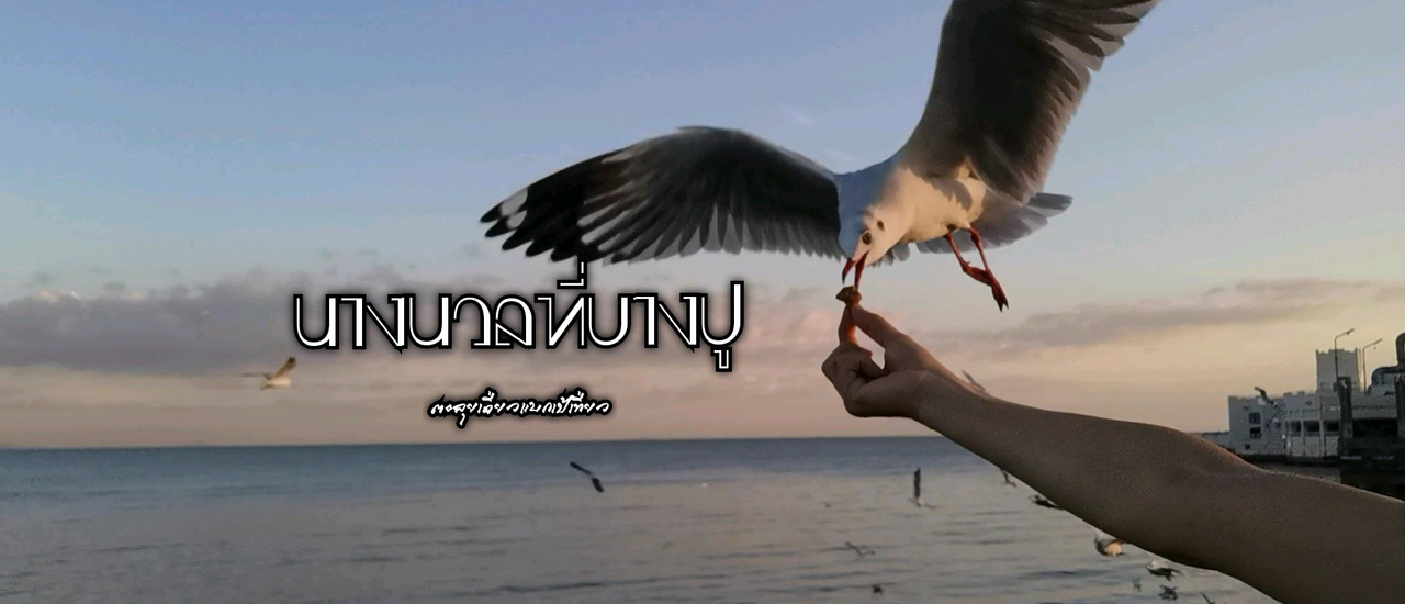 cover นางนวลที่บางปู