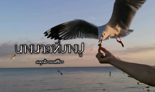 cover นางนวลที่บางปู