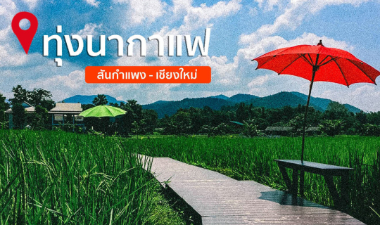 cover ทุ่งนากาแฟ - ร้านคาเฟ่กลางทุ่งนา