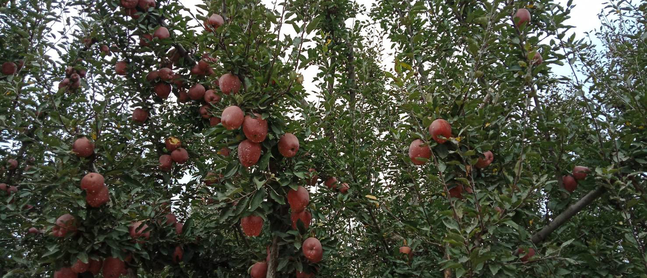 cover เที่ยวสวนแอปเปิ้ลที่แคชเมียร์ ...ชิมน้ำแอปเปิ้ลสดที่อร่อยที่ซู้ดดดด….