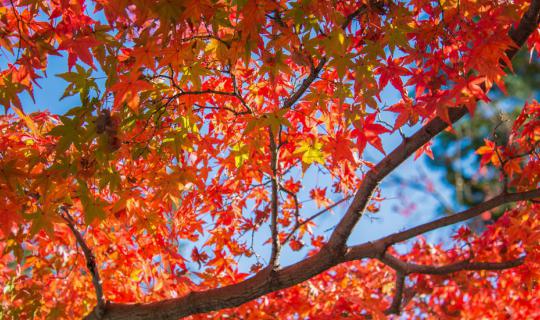 cover ตามล่าใบไม้แดง ร้านอร่อย พร้อมเทคนิคถ่ายภาพสวยๆ ที่เกียวโตกันให้จุใจ