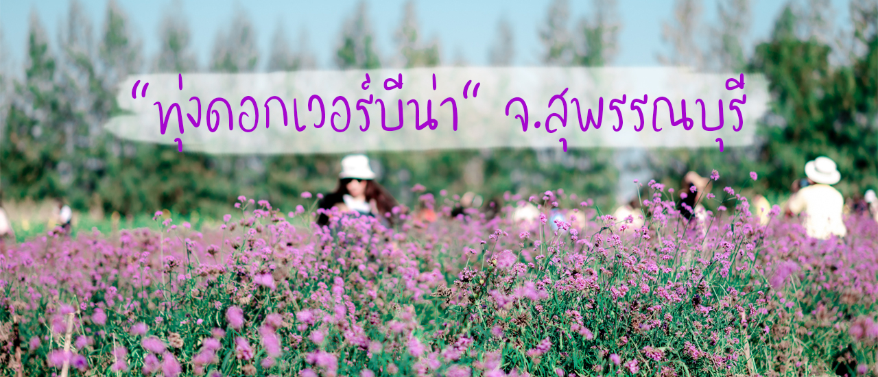 cover เที่ยว ทุ่งดอกเวอร์บีน่า จ.สุพรรณบุรี เที่ยว ถ่ายรูป หวานๆ กับทุ่งดอกไม้ใกล้กรุงเทพ