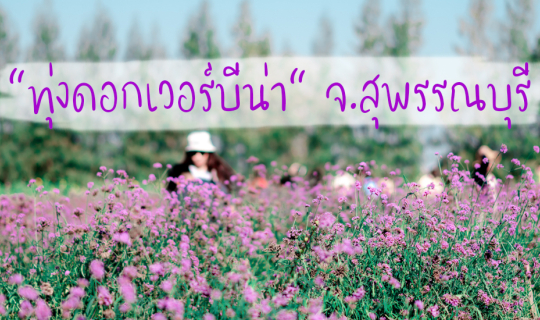 cover เที่ยว ทุ่งดอกเวอร์บีน่า จ.สุพรรณบุรี เที่ยว ถ่ายรูป หวานๆ กับทุ่งดอกไม้ใกล้กรุงเทพ