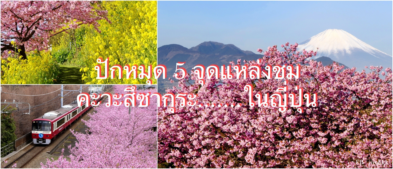 cover ปักหมุด 5 จุดแหล่งชม 🌸คะวะสึซากุระ🌸 ..... ในญี่ปุ่น