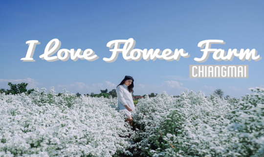 cover หนาวนี้ที่แม่ริม ต้องไม่พลาดมาถ่ายรูปสวยๆในทุ่งดอกไม้ I love flower farm