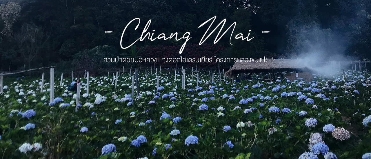 cover ♡ Romantic Places in Chiang Mai ♡ (สวนป่าดอยบ่อหลวง, ทุ่งดอกไฮเดรนเยียร์)