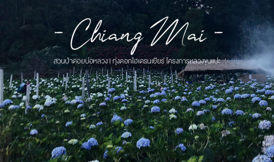 Cover ♡ Romantic Places in Chiang Mai ♡ (สวนป่าดอยบ่อหลวง, ทุ่งดอกไฮเดรนเย...