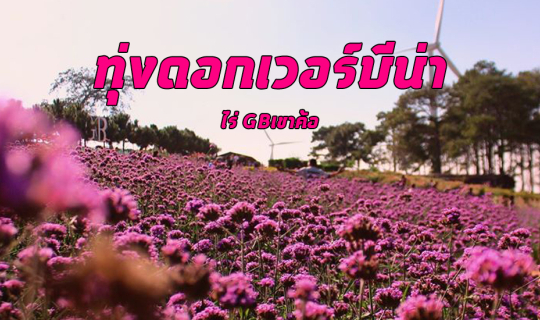 cover ทุ่งดอกเวอร์บีน่า ไร่ GBเขาค้อ🌸