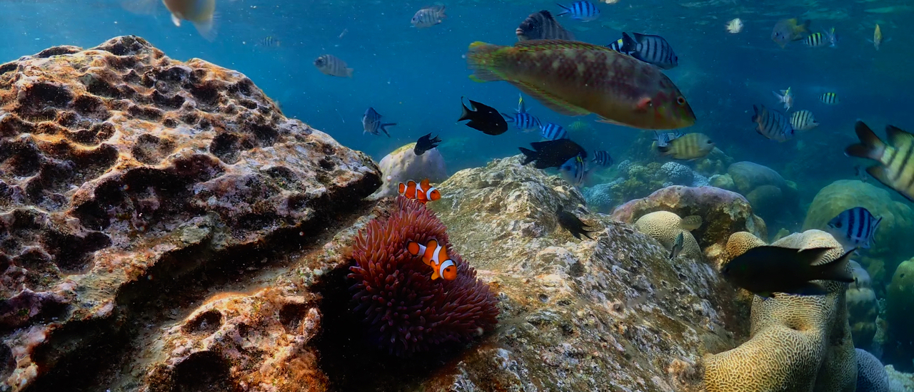 cover ไปมาแล้ว! ทริปดำน้ำอ่าวแสมสารดูปะการังของทะเลอ่าวไทยที่ สัตหีบ ชลบุรี