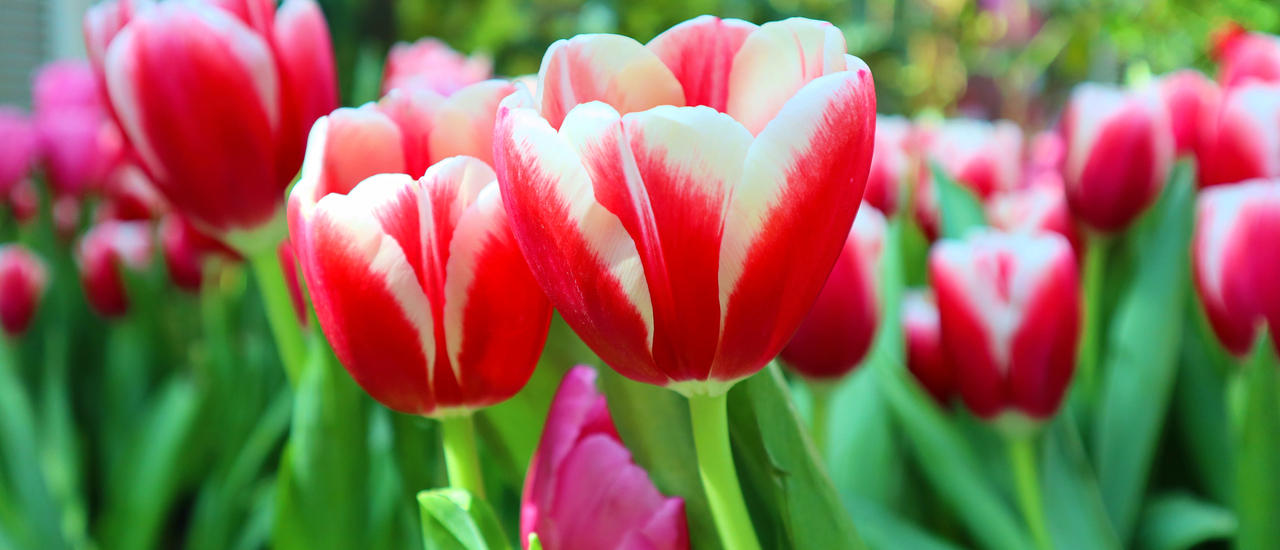 cover Royal Park Rajapruck In Winter ทิวลิปสวยๆมาแล้วจ้า^^ 🌷🌷🌷🌸🥀🌺🌹