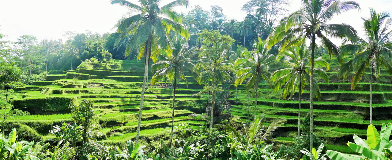 cover Blissful Bali 🍂🎶 บาหลีเป็นเกาะชิคๆ🎶💕🌴