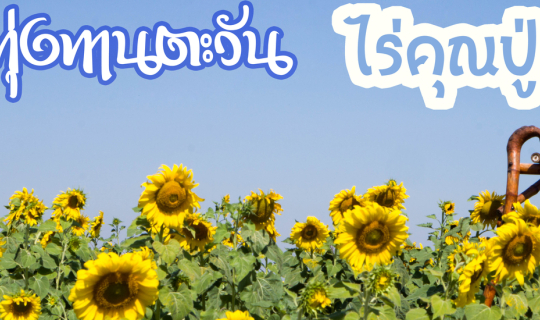 Cover รับประทาน "ตะวัน" ที่ทุ่งทานตะวัน ไร่คุณปู่...
