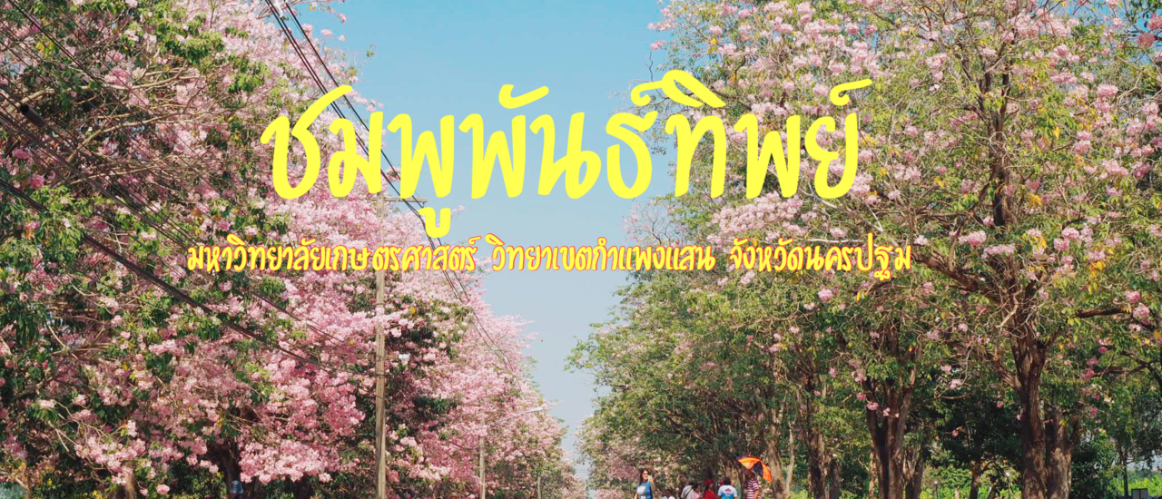 cover ให้มันสีชมพู @ม.เกษตร กำแพงแสน