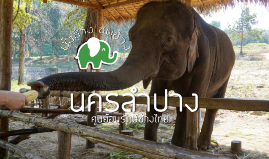 cover นั่งช้างที่ศูนย์อนุรักษ์ช้างไทย-ลำปาง
