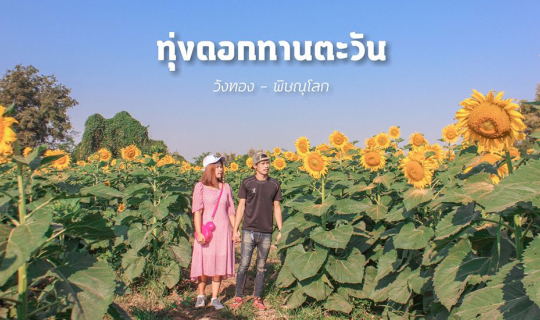 cover ทุ่งดอกทานตะวัน พิษณุโลก