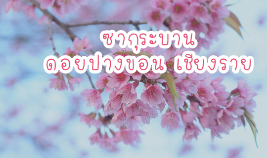 Cover ซากุระเมืองไทย ดอกนางพญาเสือโคร่ง ชมพูหวาน บนดอยปางขอน เชียงราย...