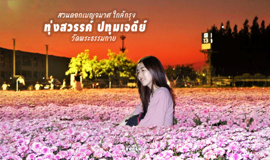Cover สวนดอกเบญจมาศ ใกล้กรุง เข้าชมฟรี เบ่งบานท่ามกลาง "ทุ่งสวรรค์ ปทุมเจด...