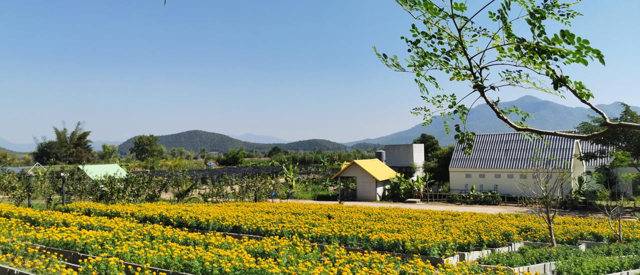 cover เที่ยวไร่รื่นรมย์ อารมณ์ดีย์ พิกัดไร่รื่นรมย์ ฟาร์ม เกษตร อินทรีย์ จังหวัดเชียงราย