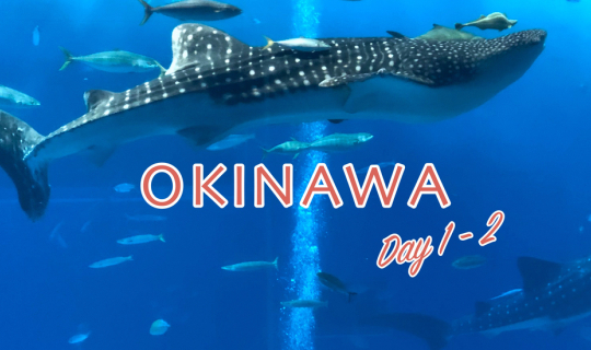 Cover ท่องเที่ยวธรรมชาติ ทะเลสีฟ้าคราม ดูปลาวาฬ Okinawa,Japan (EP 1)...