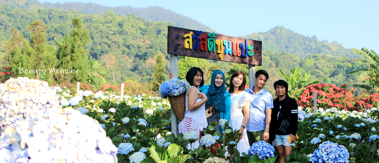 cover เชียงใหม่จ๋า พี่มาอีกแล้วคืนที่ 1 - ขุนแปะ ทุ่งดอกไฮเดรนเยีย บานสะพรั่งเต็มทุ่ง แปะประทับเต็มความทรงจำ