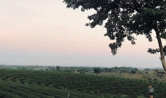 Cover ไร่ชาฉุยฟง ไร่ชาที่บรรยากาศเป็นจุดดึงดูดจริงๆ...