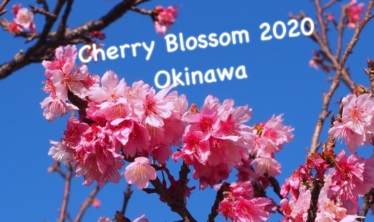 Cover ชมดอกซากุระ บานที่แรกของญี่ปุ่น ที่ Okinawa 2020 (EP2)...