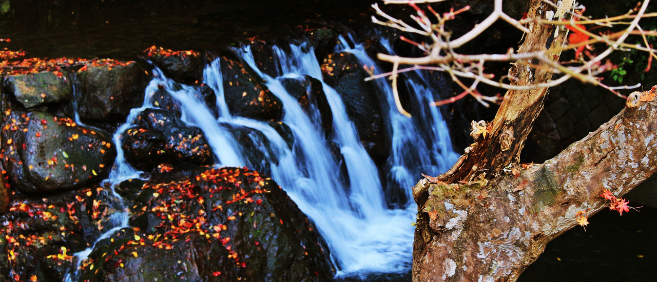 cover เสน่ห์ใบไม้เปลี่ยนสีในแถบคันไซ โอซาก้า เกียวโต และนารา