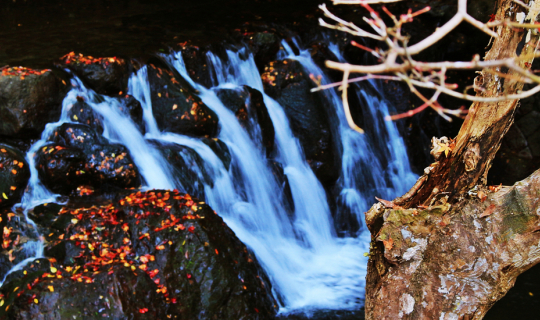 cover เสน่ห์ใบไม้เปลี่ยนสีในแถบคันไซ โอซาก้า เกียวโต และนารา