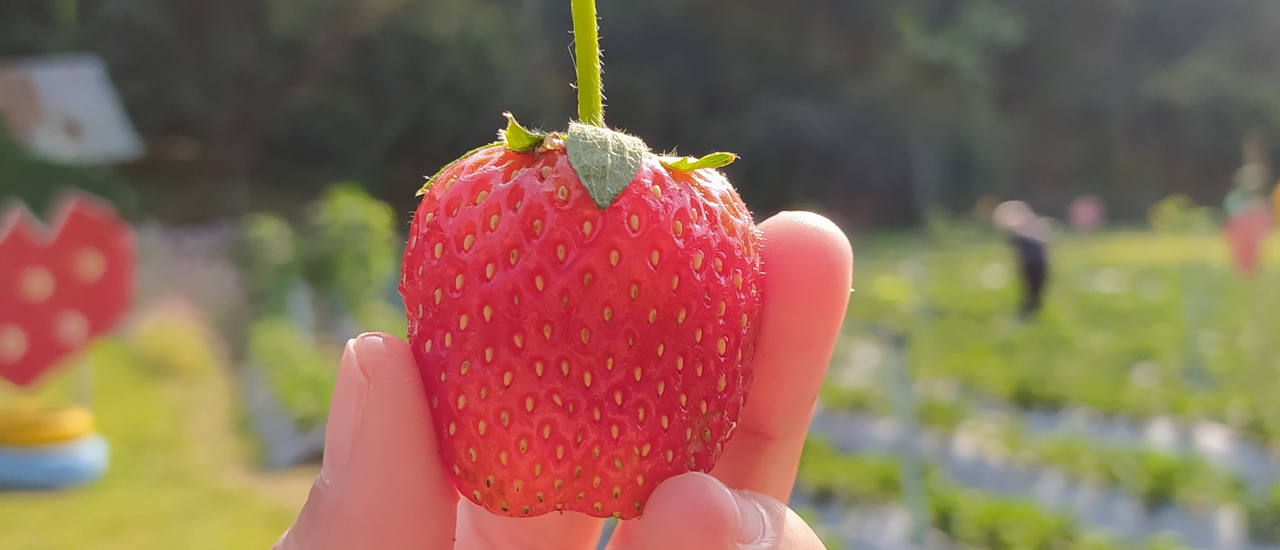 cover เชียงใหม่ >>> ไปแป๊บเดียว ประเดี๋ยวกลับ