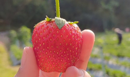 cover เชียงใหม่ >>> ไปแป๊บเดียว ประเดี๋ยวกลับ