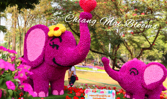 cover Chiang Mai Blooms 🌸🌹🌸 Buak Hard Public Park  มหกรรมงานไม้ดอกไม้ประดับไปชมพรรณดอกไม้สะพรั่งกันค่ะ