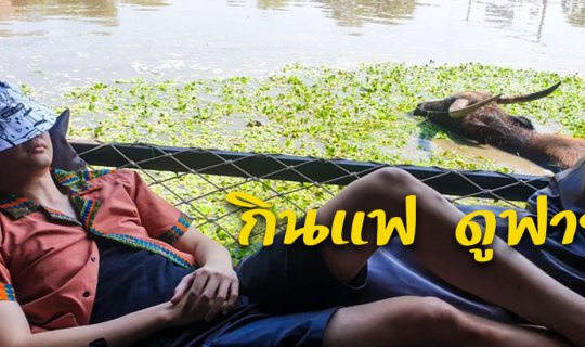 cover "กินแฟ ดูฟาย" กิจกรรมใหม่แนวๆ ที่หมู่บ้านอนุรักษ์ควายไทยสุพรรณบุรี